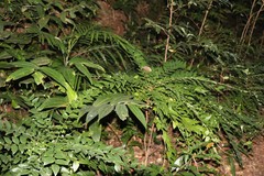 Phyllanthus longiflorus